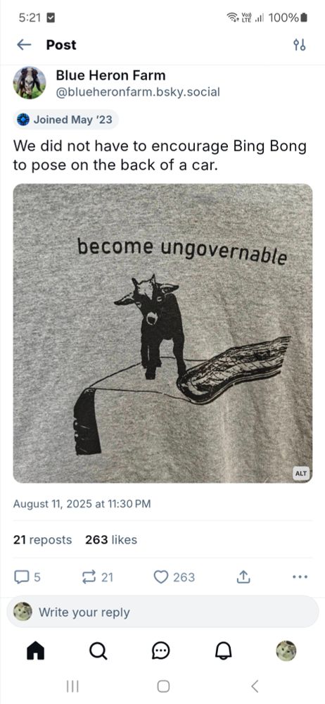 Blue Heron Farm has a shirt with a goat on the back of a car with the text "become ungovernable"