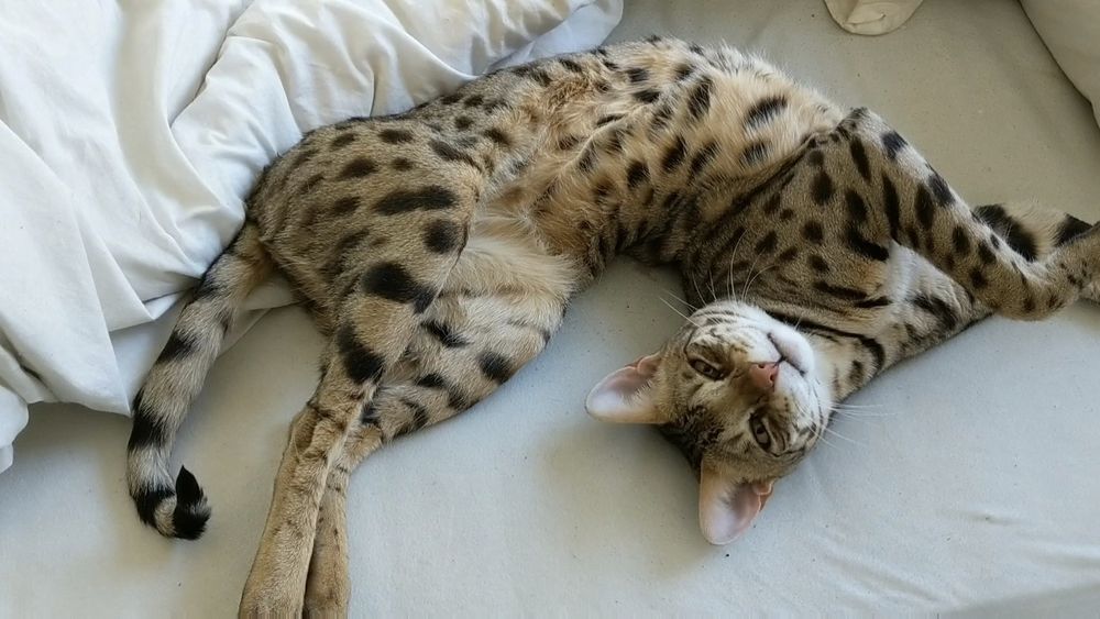 A picture of a large Savannah cat on a bed, stretched out and curled up on two axes like a pretzel, his head up-side-down next to his hind legs, looking straight at the camera.