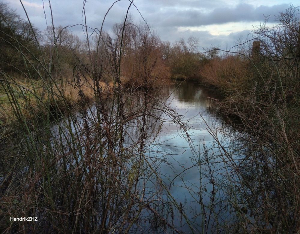 A pond in the woods.