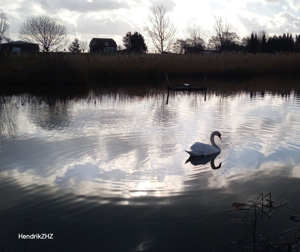 A swan swimming in the water with reflections of the swan and clouds in the water.