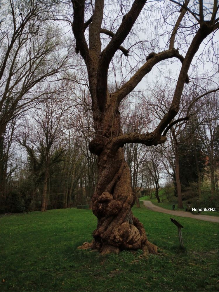 A tree in a park in Wolfenbüttel, Harz, Germany.