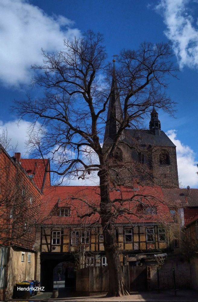 A tree in the centre of Quedlinburg city.