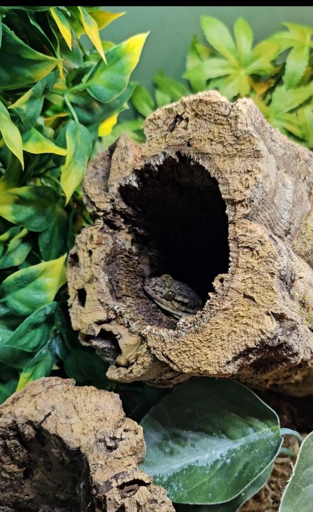 Madagascar Velvet Gecko