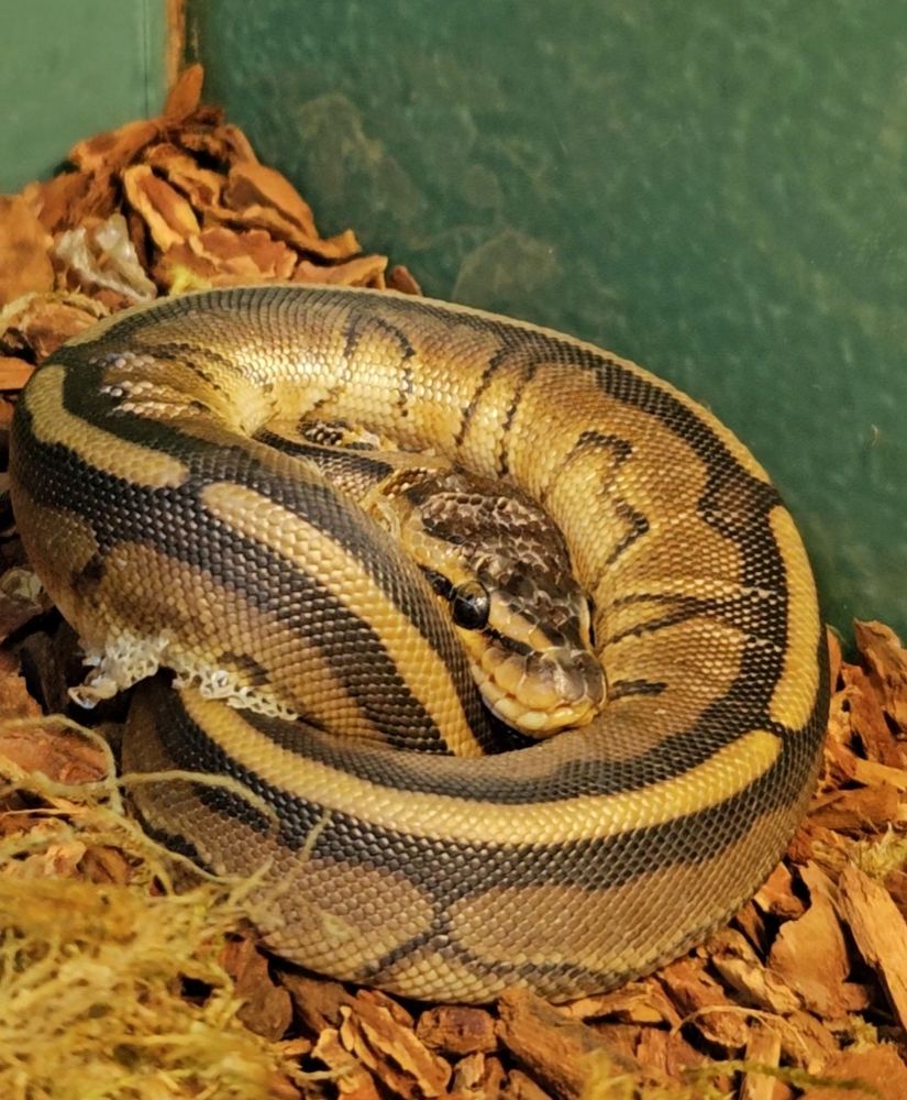 Ball Python Snake