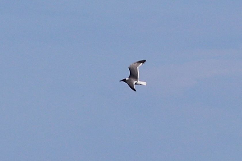 Breeding Plumage Laughing Gull
