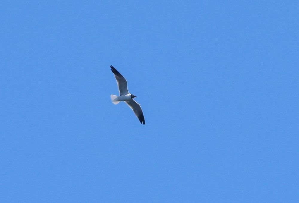Breeding plumage Laughing Gull viewed from underneath