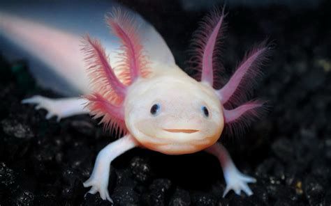 Axolotl