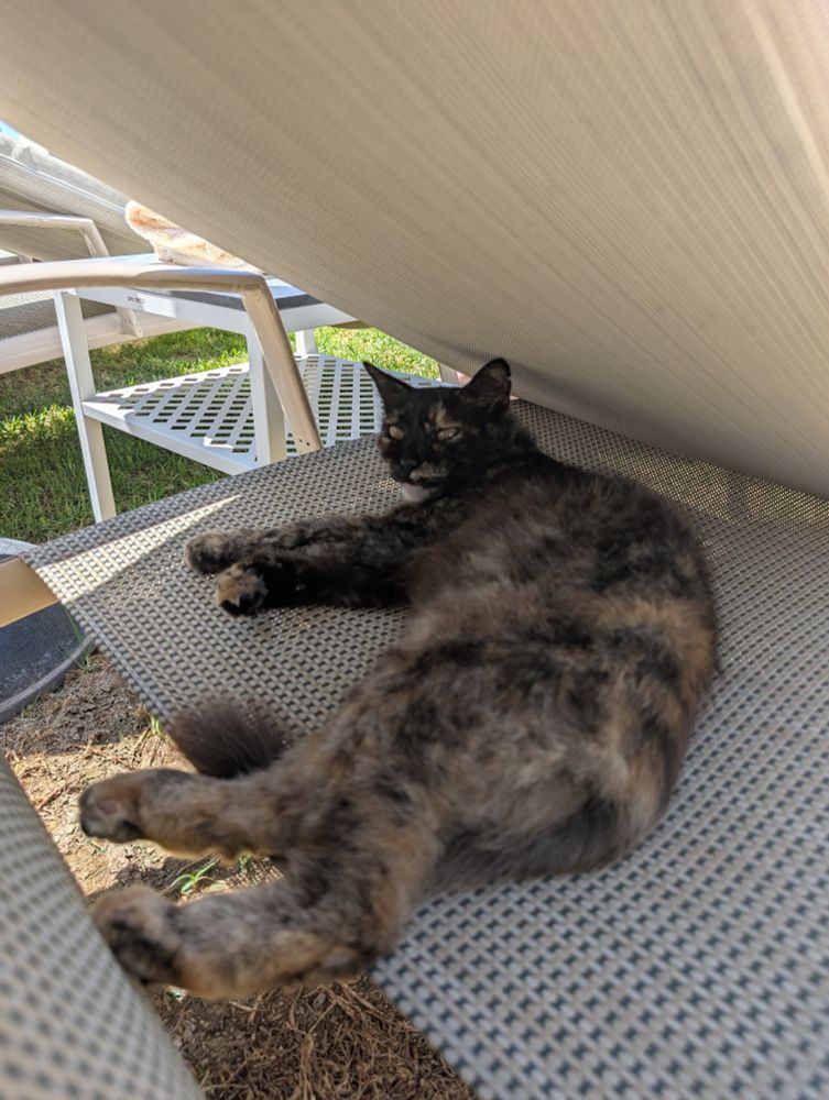 Cheeky Cypriot cat lying on my sunbed in Cyprus. Not a chance he's moving so he owns it now
