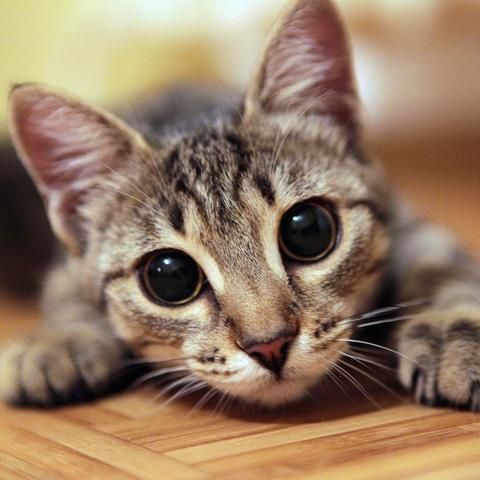 Cute tabby cat with dilated pupils.