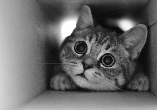 Black and white photo: Closeup on the face and front paws of a wide-eyed tabby kitten crouching playfully in a box.