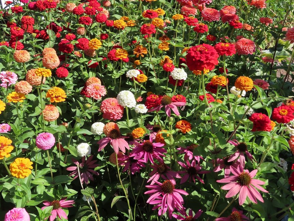Lots of multicolored double zinnias and some pink daisylike coneflowers in the foreground