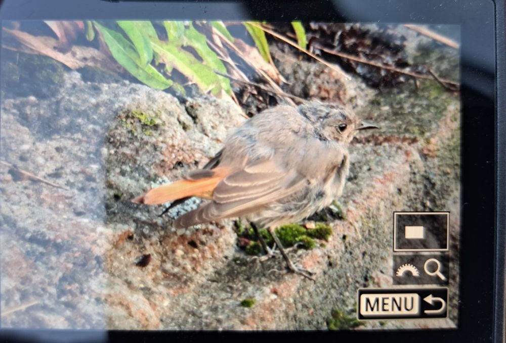 Photo of a Black Redstart 