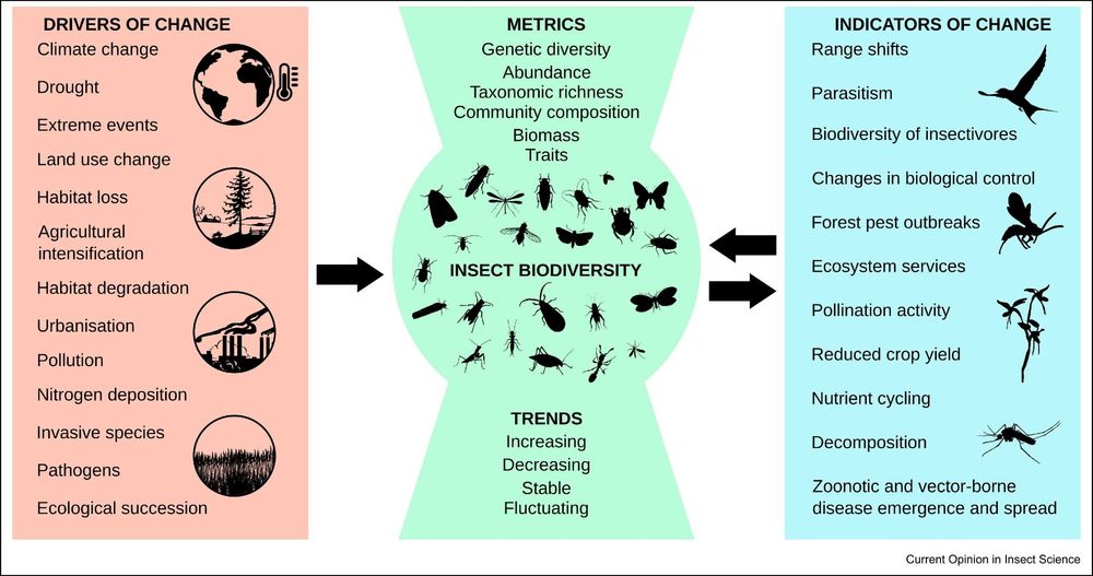 Figure from a paper - legend: Figure 2. Measuring changes in insect biodiversity can be achieved by focusing on drivers that directly or indirectly impact insect biodiversity metrics and trends (left). Where data on insect populations specifically are unavailable, data from other species and ecological processes can provide inferential support for changes in insect biodiversity (right).
