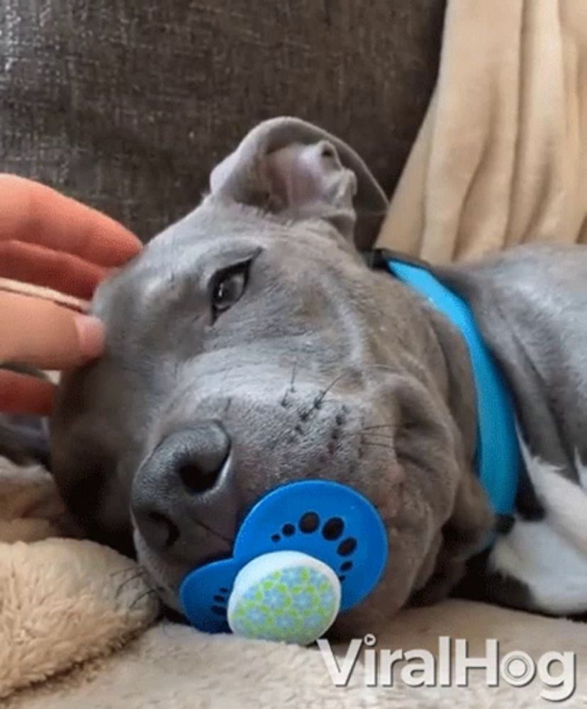 a dog with a pacifier in its mouth is laying on a bed