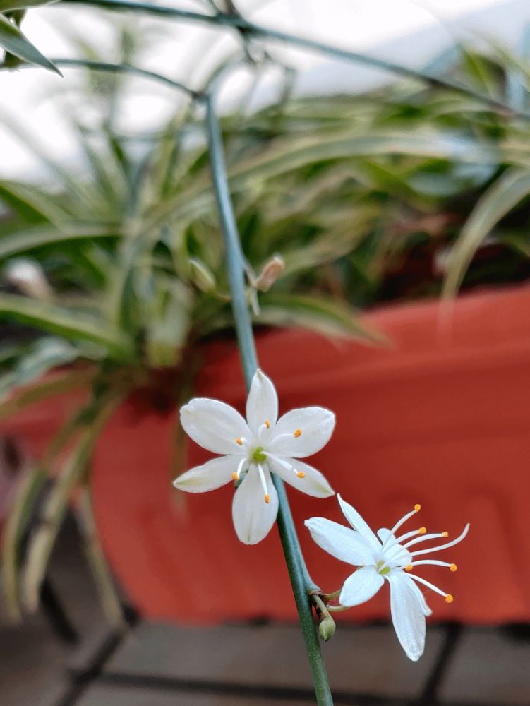 クモの植物の花