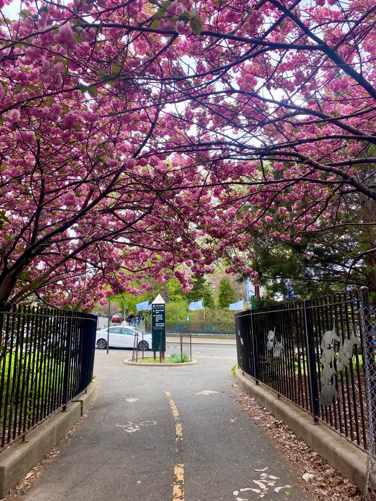 Plum blossoms, I think, lining a paved path at Shore Road
