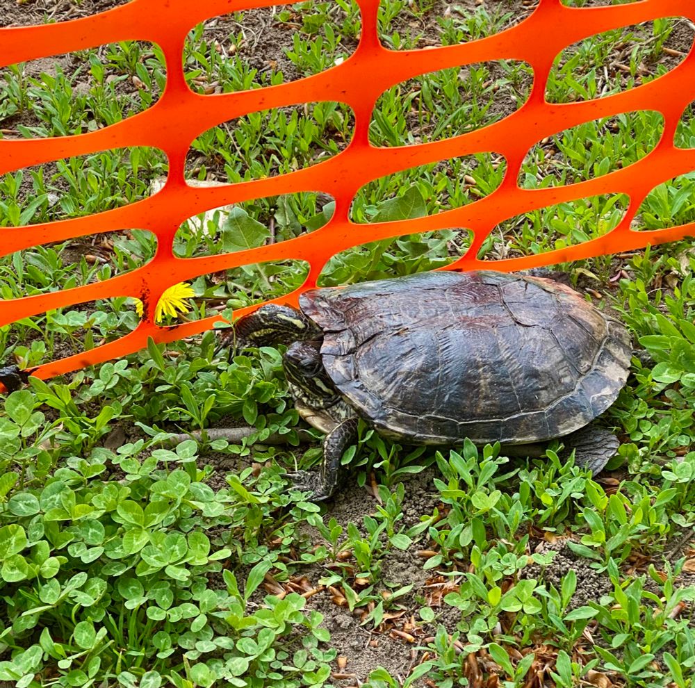 A cool turtle. A VERY COOL pond slider turtle sitting in some clovers.