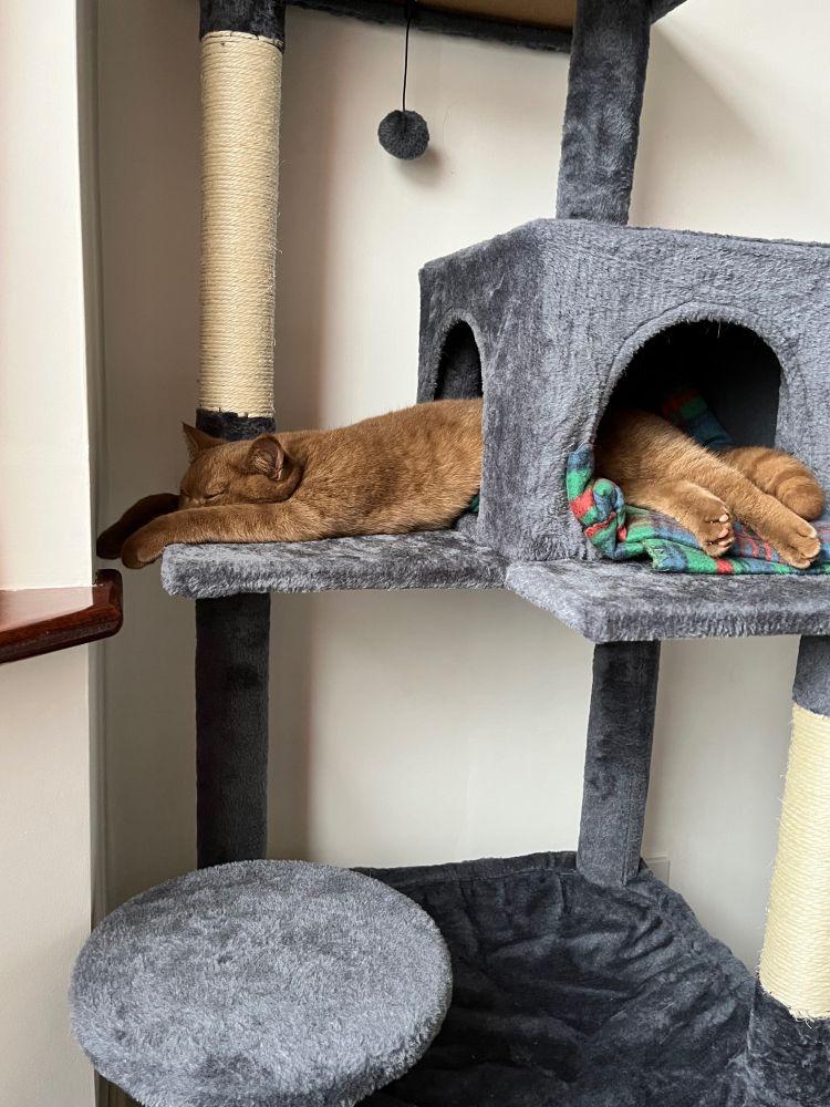 Cinammon kitten stretched out on a cat tower, sleeping in the sunshine