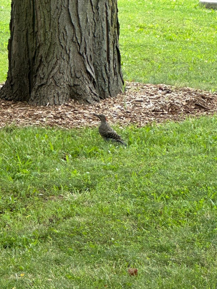 Northern flicker standing on the grass in front of a tree
