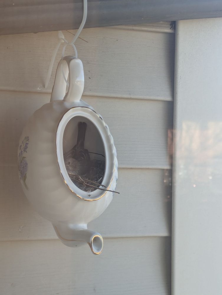 A teapot hanging by its handle.  There is a bird inside the teapot, working on her nest.
