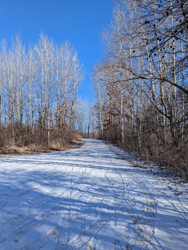 A snow-covered dirt road, lined with barren trees on either side.
The sky is cloudless and appears blue.
Along the right-hand side is the red post with the antenna, and a bit further on you can make out a yellow pole.
The ground is frozen solid, so the antenna wire is strung up in the tree branches.