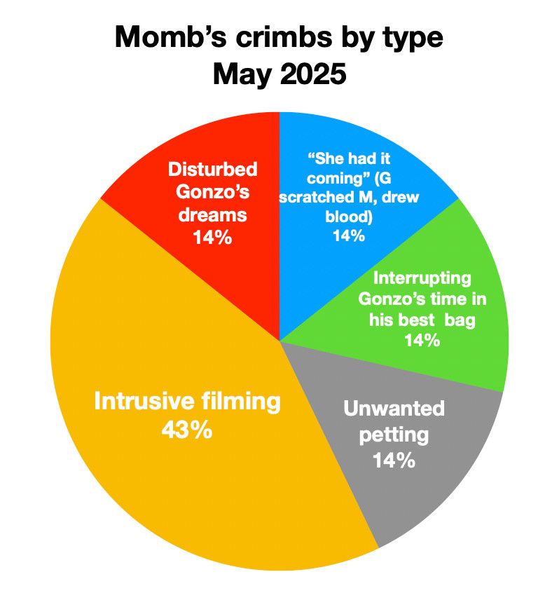 Pie chart showing Momb’s offenses against Gonzo in May 2025. It shows: 14% Disturbed Gonzo’s dreams, 14% a vague offense (“She had it coming”); 14% Interrupting Gonzo’s time in his best bag; 14% unwanted petting; 43% intrusive filming.