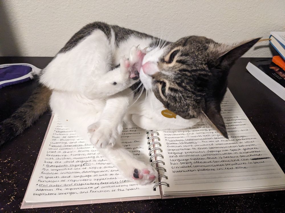 Brown and white cat laying across open notebook full of study notes. She is chewing on/licking a spot between her toe beans. 