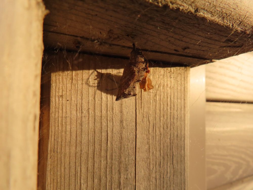 Mourning cloak butterfly chrysalis, two days earlier