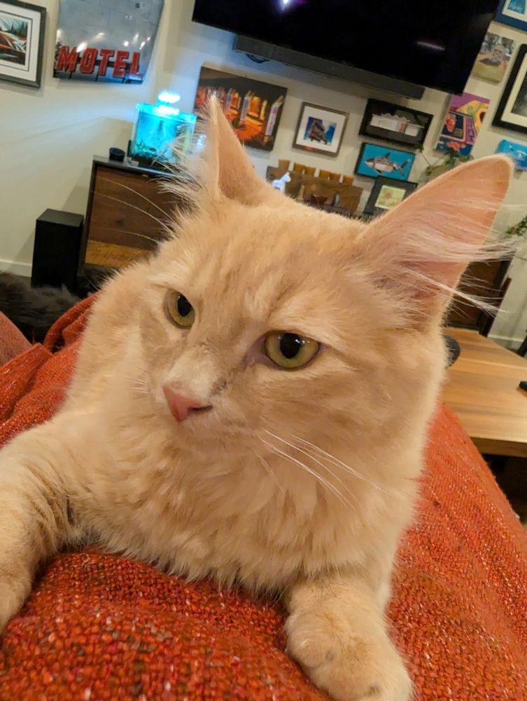 A cute orange fluffy kitten sitting on my lap preventing me from standing up. 