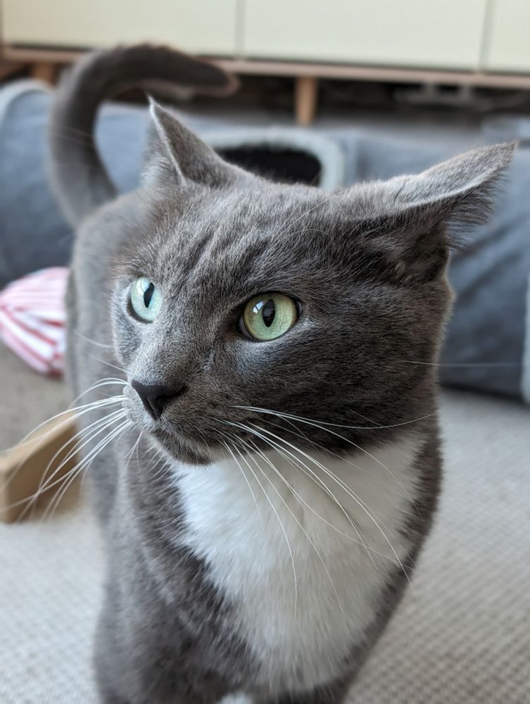 A gray and white cat looking off to the side of the camera