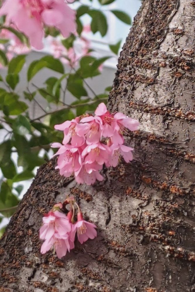 ピンクの濃い色の桜