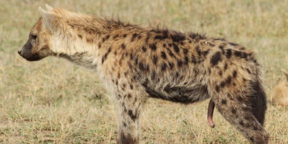 How a pseudopenis-packing hyena smashes the patriarchy’s assumptions