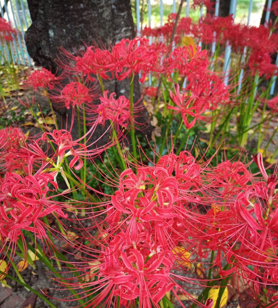 ヒガンバナ
Lycoris radiata