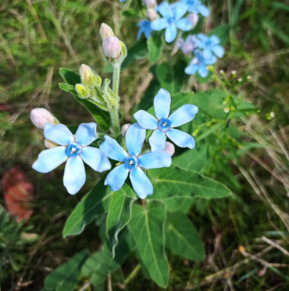 ブルースター 
Oxypetalum coeruleum