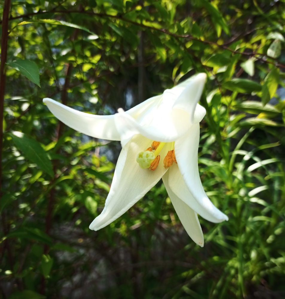 Lilium longiflorum