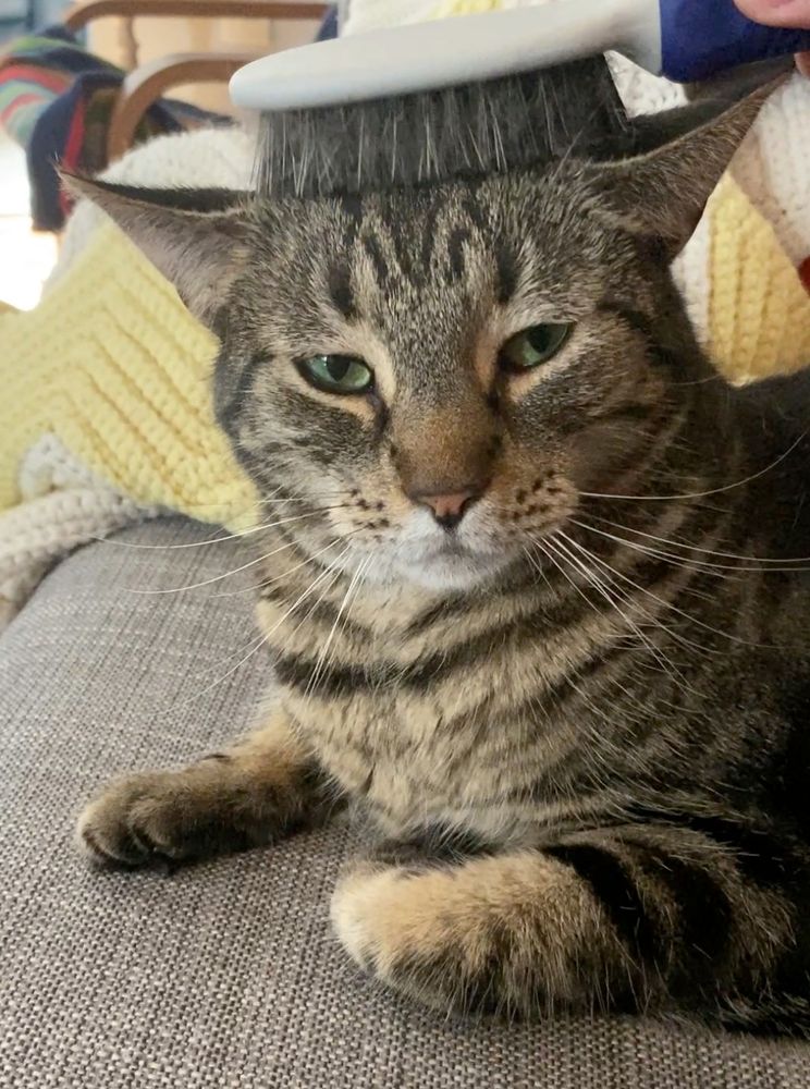 Lucy the cat - the world's greatest cat tbh - looks like she is getting a bit emotional at the gentle brushing on the top of her head. What a perfect angel. 