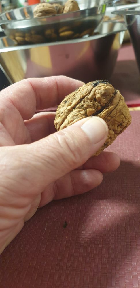  Hand mit einer Walnuss 