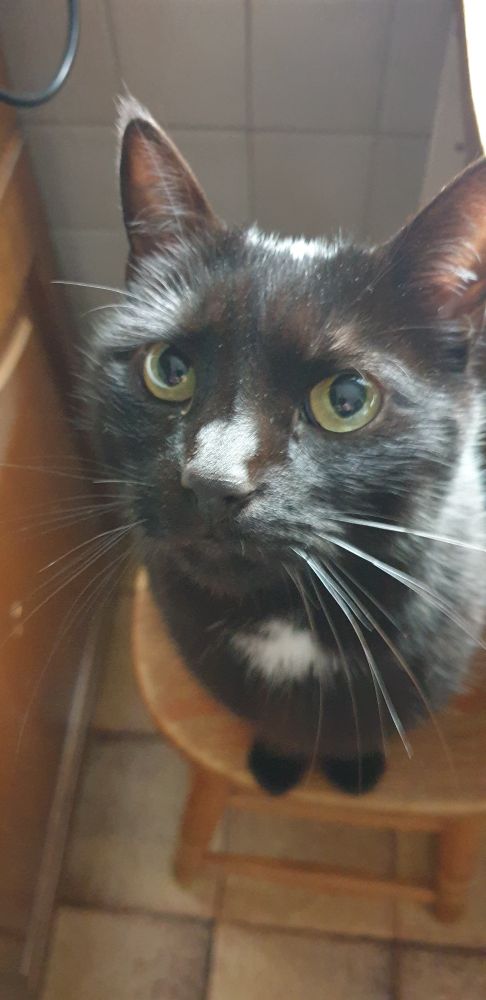 Cleo schaut hungrig in die Kamera 