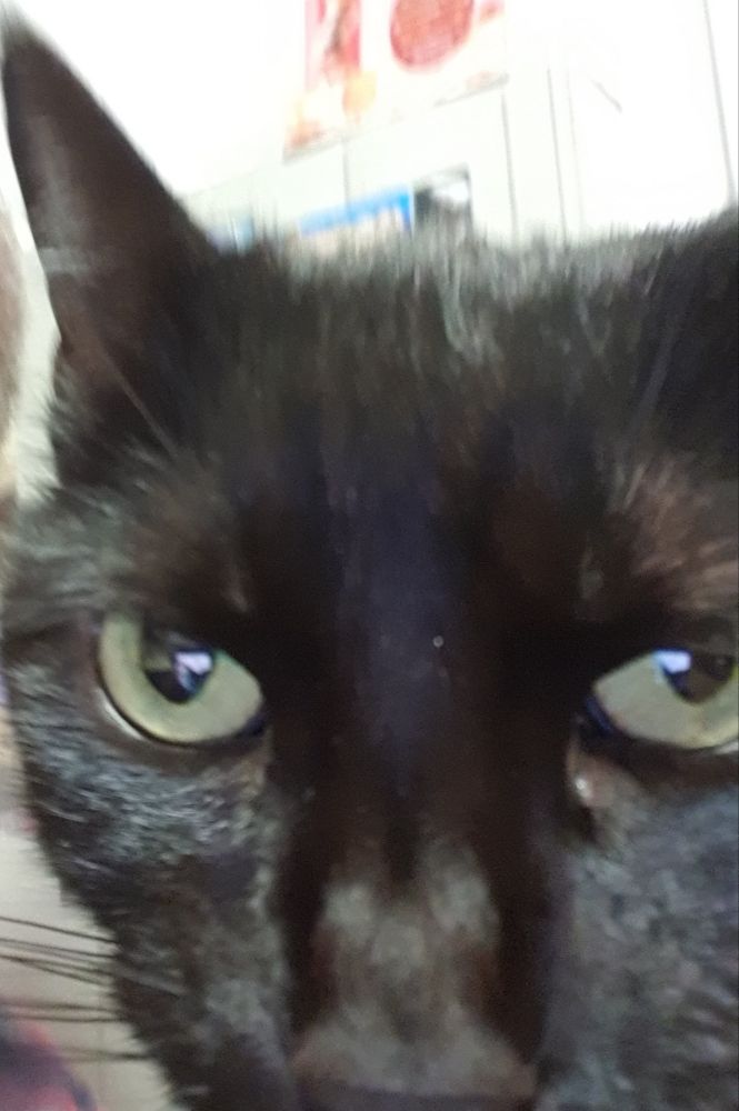 Schwarze Katze Cleo schaut kritisch in die Kamera. 