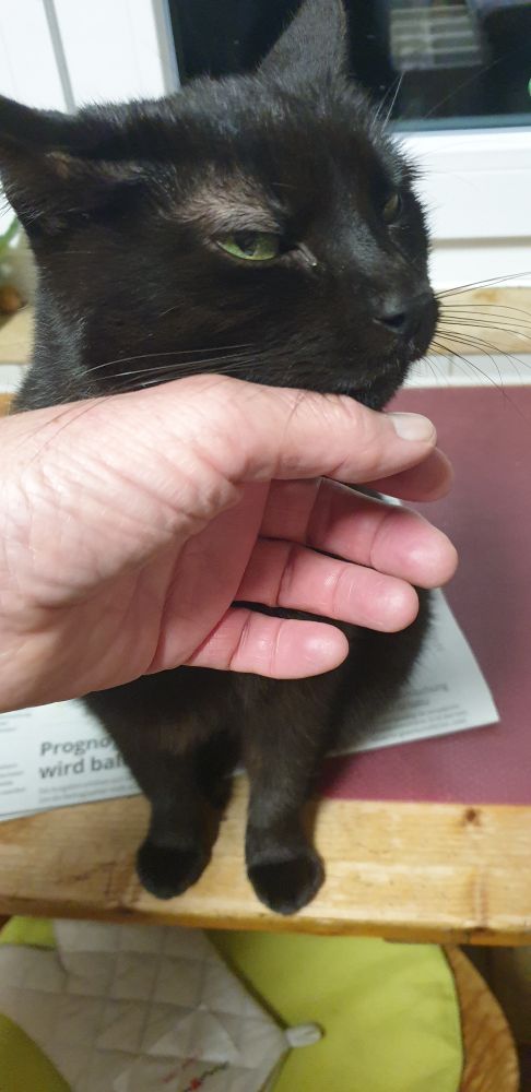 Schwarze Katze Cleo mit skeptischem Blick beim streicheln.