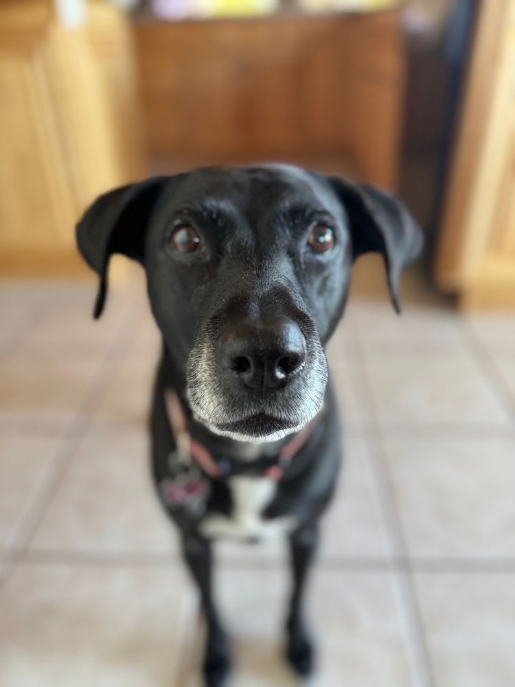 Black Labrador witha grey snout staring at the camera