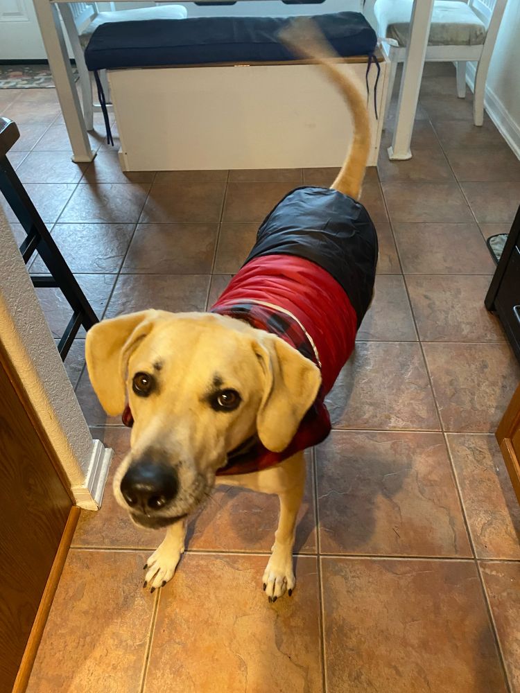 Big ol cutie pie dog in a sweater