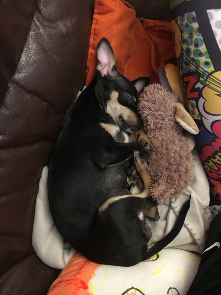 Sekarotuinen pieni musta koira nukkuu pehmolelun vieressä.