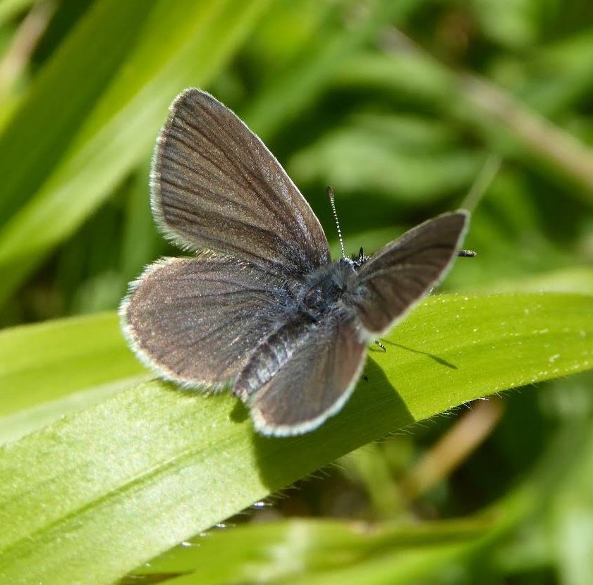 Small Blue (file photo)