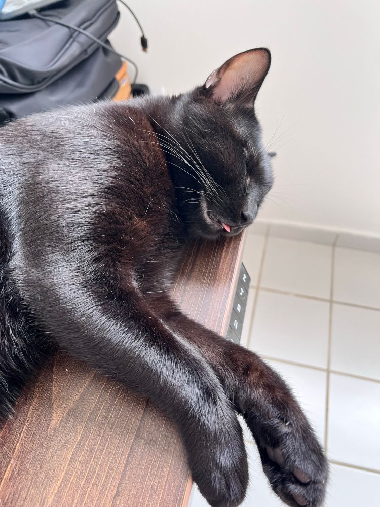 Gato preto dormindo na ponta de uma mesa
Ele está deitado de lado com a pontinha da língua de fora
