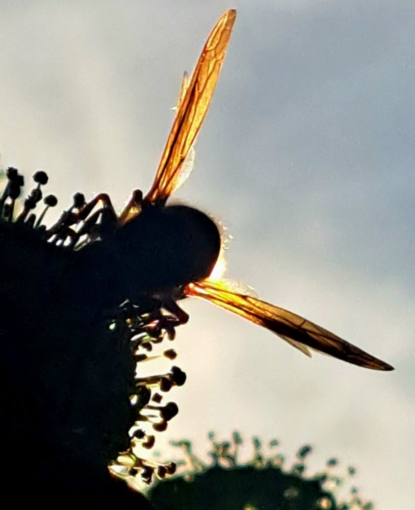 Hornisse auf Efeublüte im abendlichen Gegenlicht
