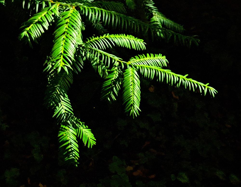 Eibenzweige beleuchtet vor dunklem Hintergrund