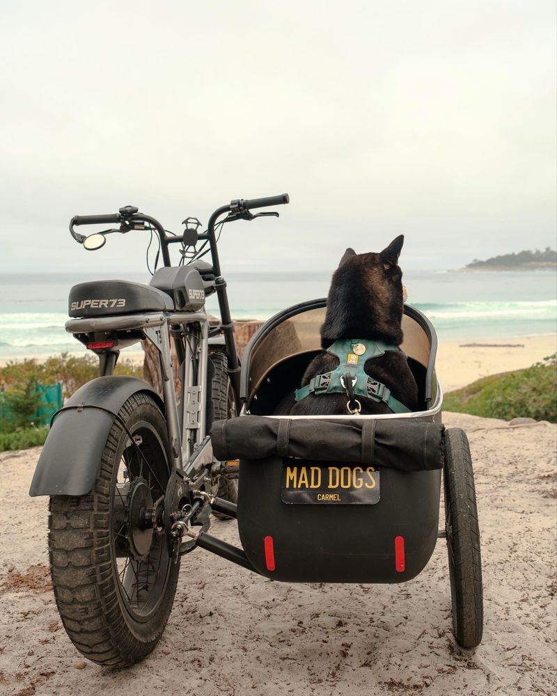 Black and tan Shiba Inu dog sitting in side car to bike staring out into ocean