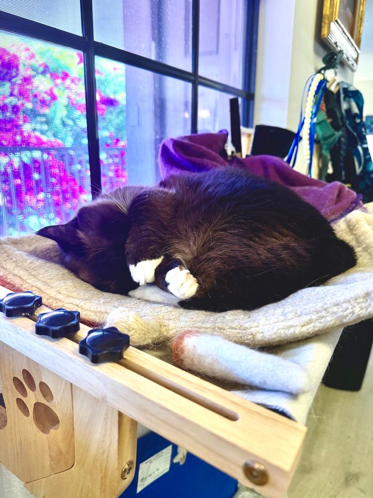 Cat hiding her face from the light