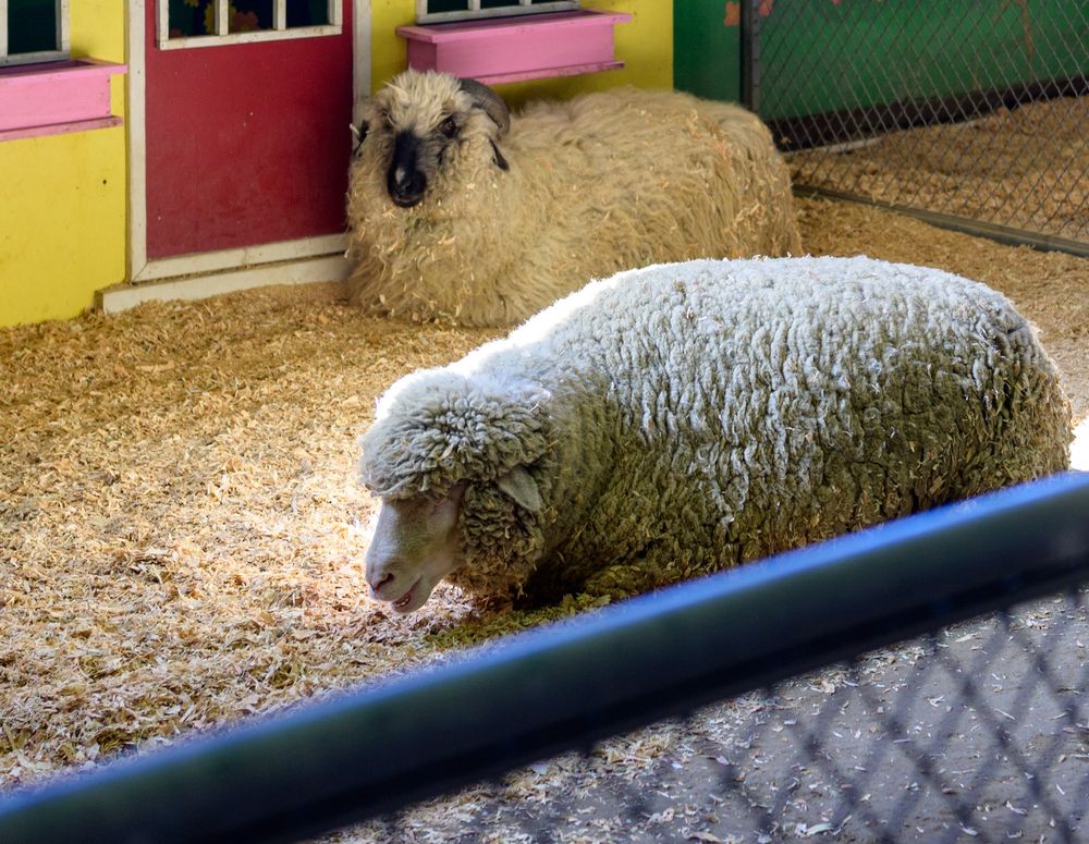Sheep laying down
